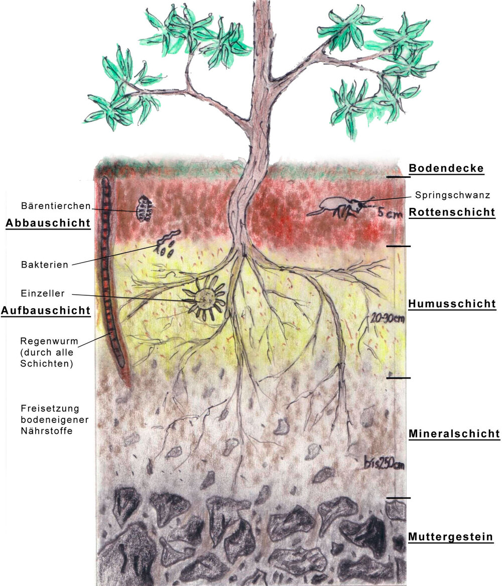 Land Oberösterreich Humus und Bodenaufbau